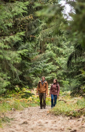 Zwischen den Fichtenklumpsen