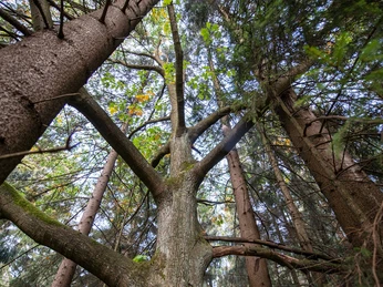 Bäume im Reinhardswald