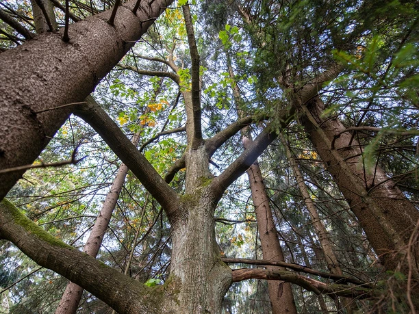 Bäume im Reinhardswald