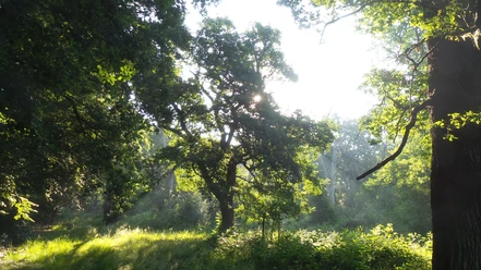 Kernfläche_NSG_Hutewald-web