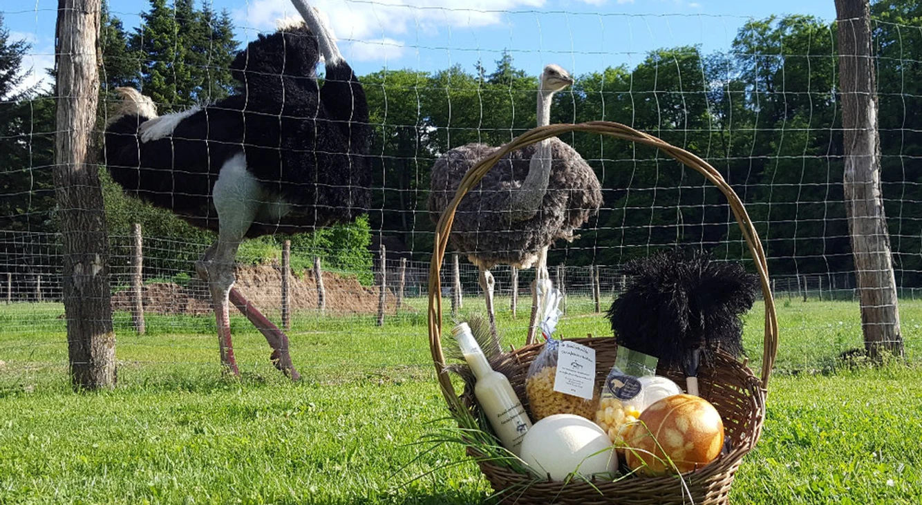 Straußenfarm