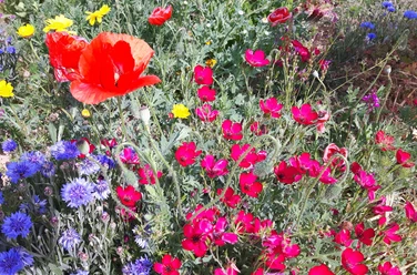 Frau Holles Blumenwiese Juli(c)Claudia Krabbes