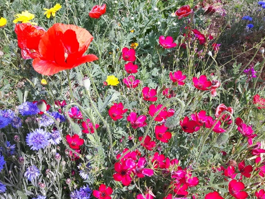 Frau Holles Blumenwiese Juli(c)Claudia Krabbes