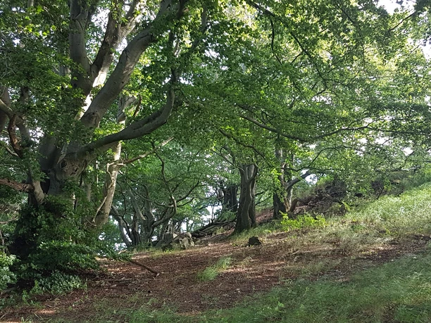 Urige Buchen am Knüllköpfchen