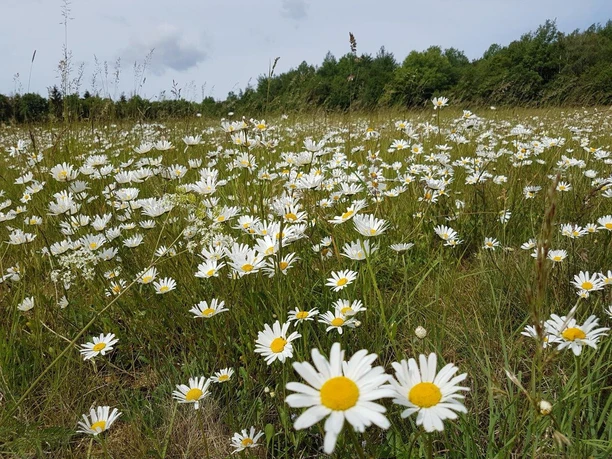 Margeriten am Eisenberg