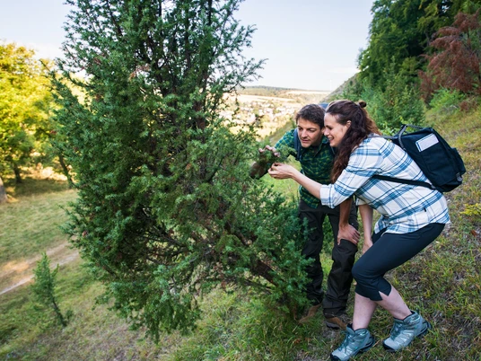Wacholder im Diemeltal