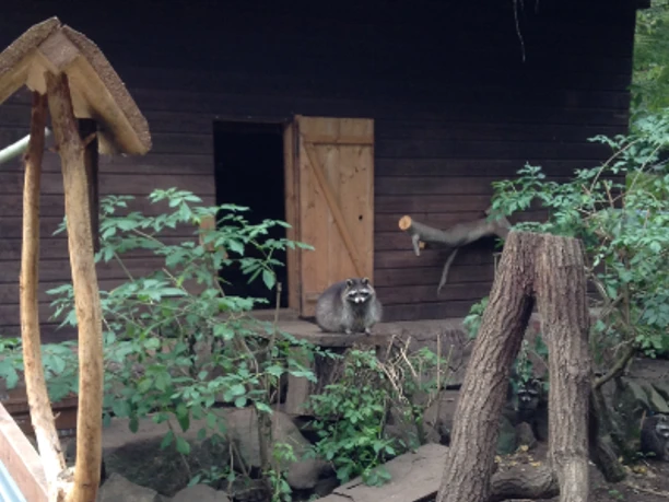 Melsungen_Tierpark Rose