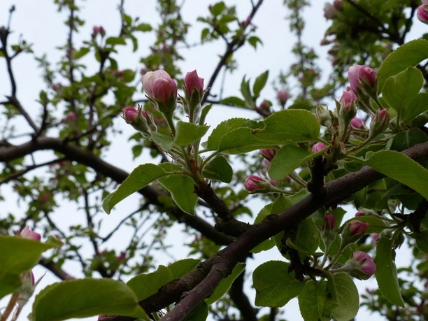 Apfelbaum Niederlistingen