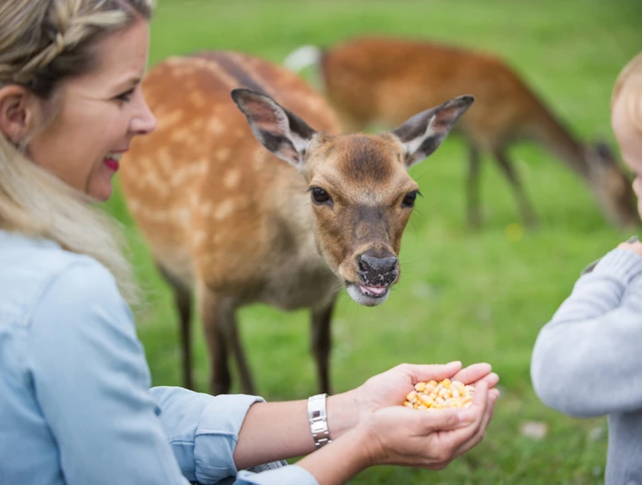 Wildpark Frankenberg (Eder)