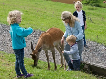 Wildpark Frankenberg (Eder)