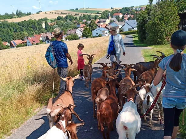 Wandern mit Ziegen in NordHessen