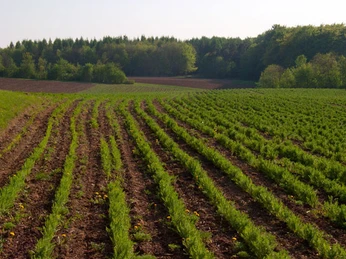 Berglandkräuter aus NordHessen