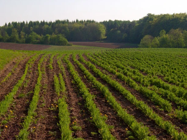 Berglandkräuter aus NordHessen