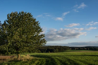 Borkener Stadtwald