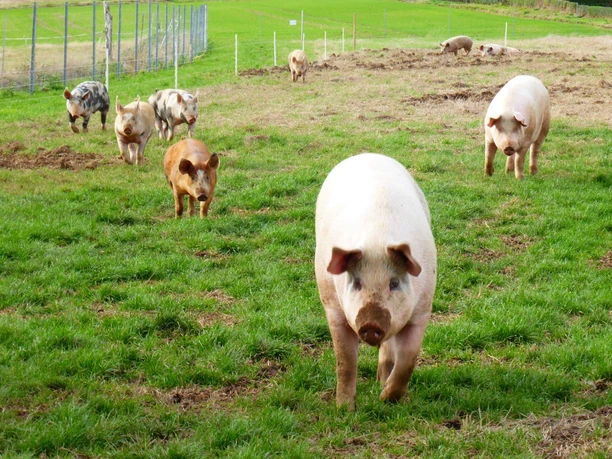 Glückliche Schweine Hof Icke