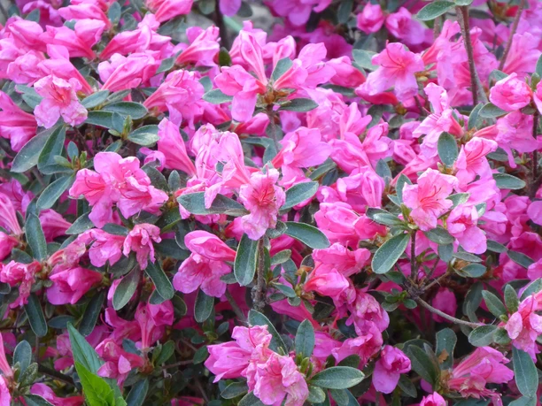 Rhododendrongarten