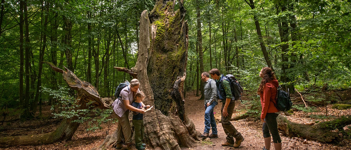 Urwald Sababurg