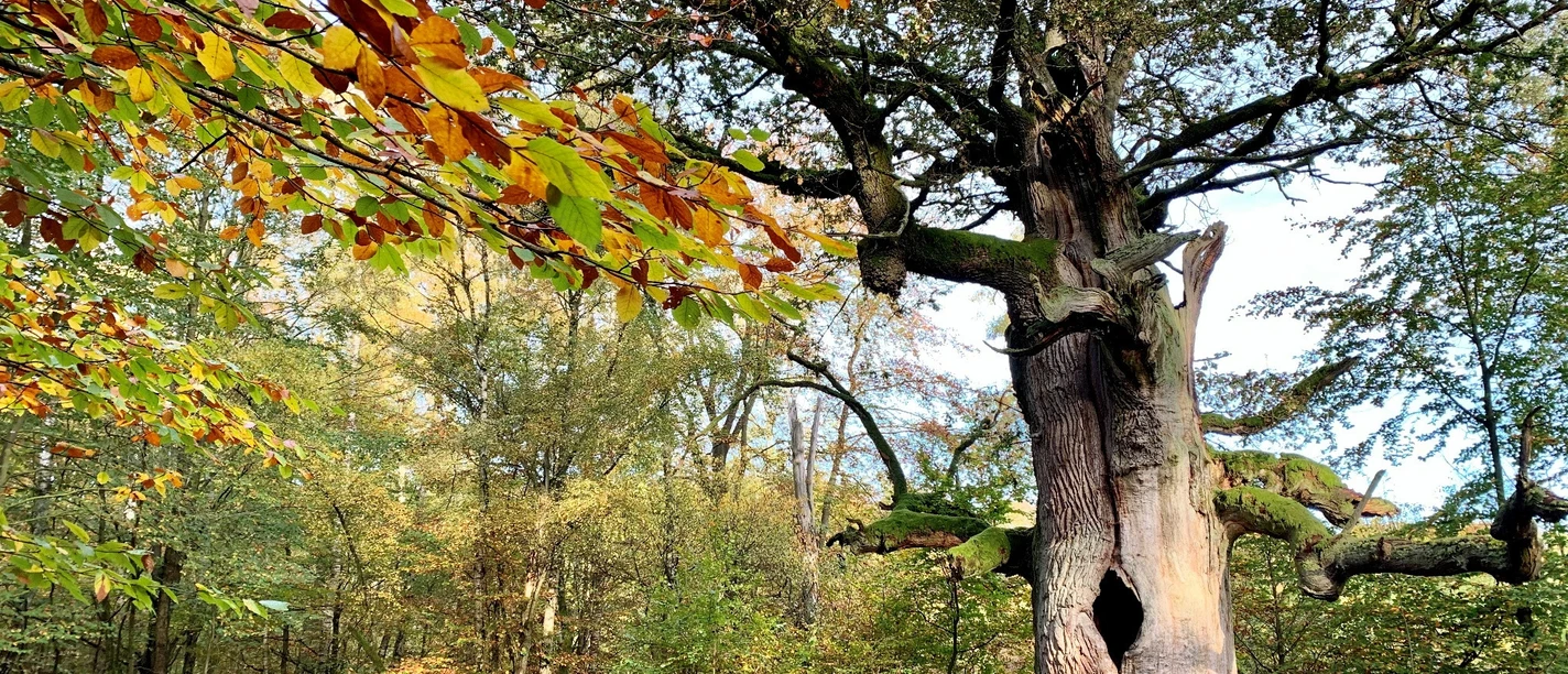 Herbst Kamineiche