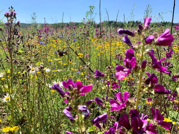 Blueflaeche in Hofgeismar-Kelze