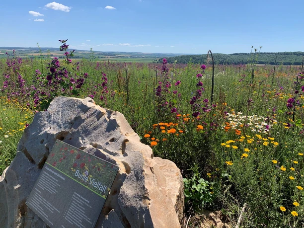 Bluehflaeche Hofgeismar Kelze