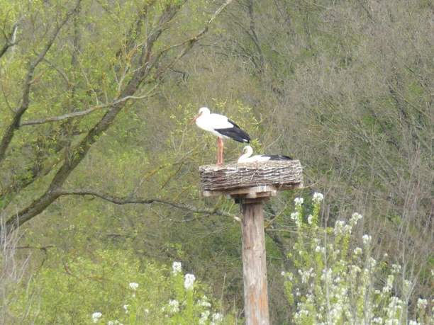 Storch