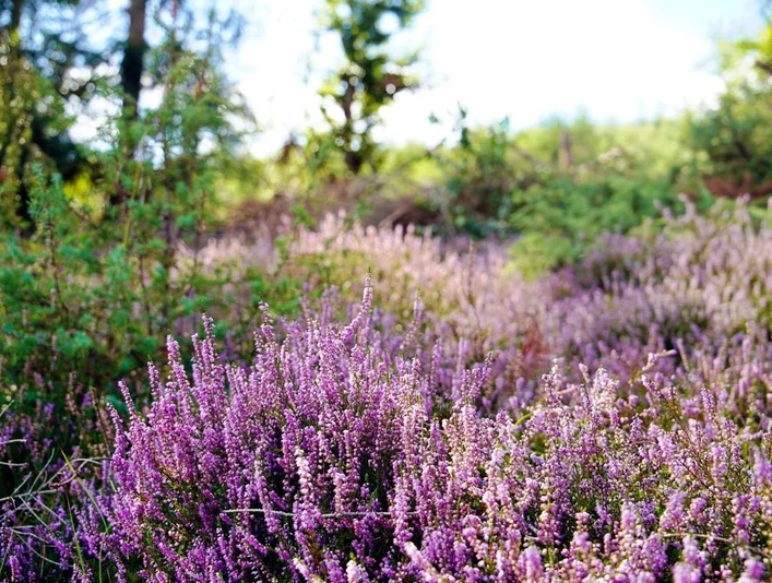 Vocker der Heide HJG31