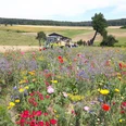 Planwagen und Fotopunkt Frau Holles Blumenwiese Grandenborn Juli(c)Claudia krabbes