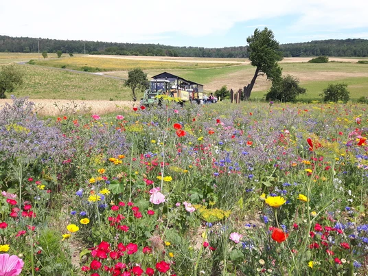 Planwagen und Fotopunkt Frau Holles Blumenwiese Grandenborn Juli(c)Claudia krabbes