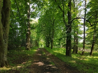 Wanderweg im Stadtwald Homberg (Efze)