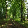 Wanderweg im Stadtwald Homberg (Efze)