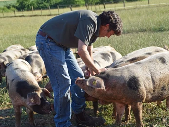 glückliche Schweine vom Restaurant Weissenstein in Kassel