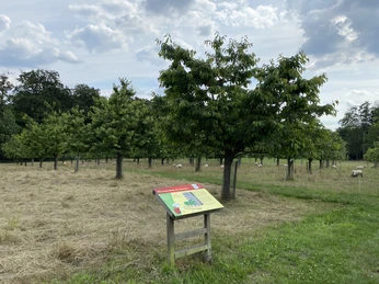 IMG_5482.jpg Grüne Wiese mit Bäumen, Informationstafel und grasenden Schafen im Hintergrund.Green meadow with trees, information board and grazing sheep in the background.Grøn eng med træer, informationstavle og græssende får i baggrunden.Groene weide met bomen, informatiebord en grazende schapen op de achtergrond.