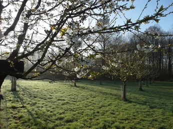 Süßkirschpflanzung_Hagen_aTW_©Gemeinde Hagen.JPG Ein Streuobstwiese mit blühenden Obstbäumen und morgendlichem Sonnenlicht.A meadow orchard with blossoming fruit trees and morning sunlight.En frugtplantage med blomstrende frugttræer og morgensollys.Een boomgaard in de wei met bloeiende fruitbomen en ochtendzonlicht.