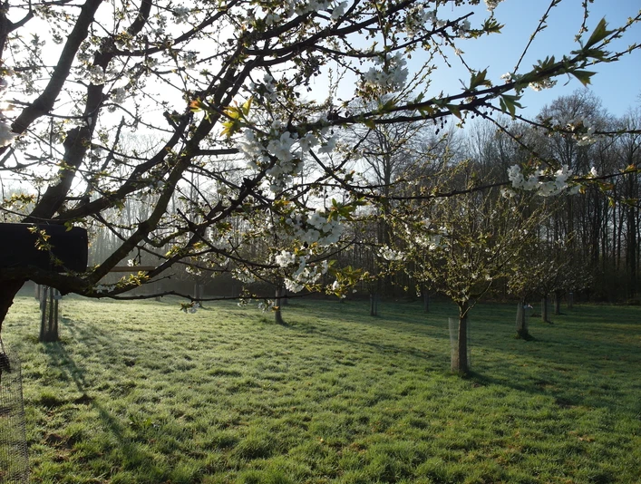 Süßkirschpflanzung_Hagen_aTW_©Gemeinde Hagen.JPG Ein Streuobstwiese mit blühenden Obstbäumen und morgendlichem Sonnenlicht.A meadow orchard with blossoming fruit trees and morning sunlight.En frugtplantage med blomstrende frugttræer og morgensollys.Een boomgaard in de wei met bloeiende fruitbomen en ochtendzonlicht.