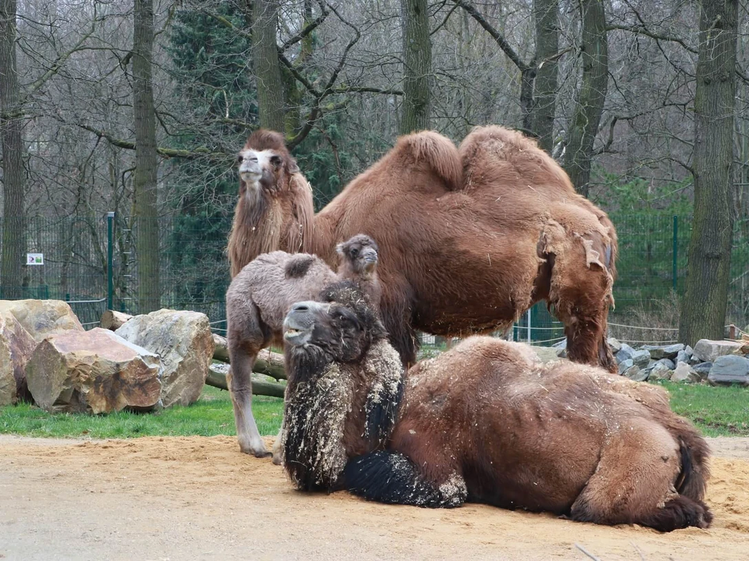 Tierpark-Trampeltier-JanKlösters-Stadt Chemnitz.JPG