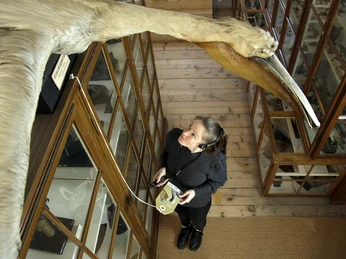 Naturalienkabinett Waldenburg - Audioguide