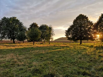 Schafweide in Hagedorn Grüne Weide mit friedlich grasenden Schafen, umgeben von Bäumen im sanften Licht des Sonnenuntergangs.