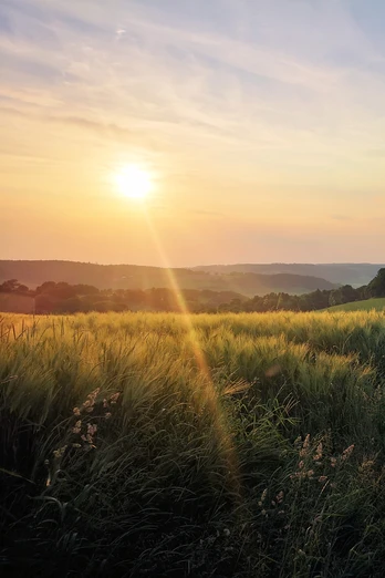 Sonnenstrahlen über einem Feldweg und Feldern bei Bosseborn, während die Sonne am Horizont untergeht.