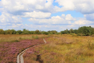 Moorpadd Neustädter Moor