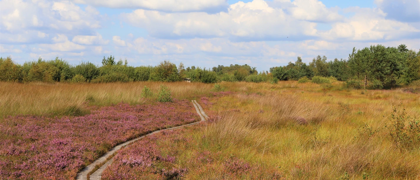Moorpadd Neustädter Moor