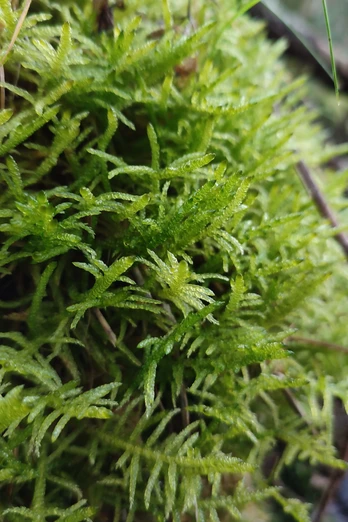 Teutoburger_Wald_Detmold_Wiesedeppe_Detailaufnahme_Wandern_CCBYSA (14).jpg Grünes Moos bedeckt den Waldboden, eng verflochten und feucht. Zweige und Blätter liegen verstreut.