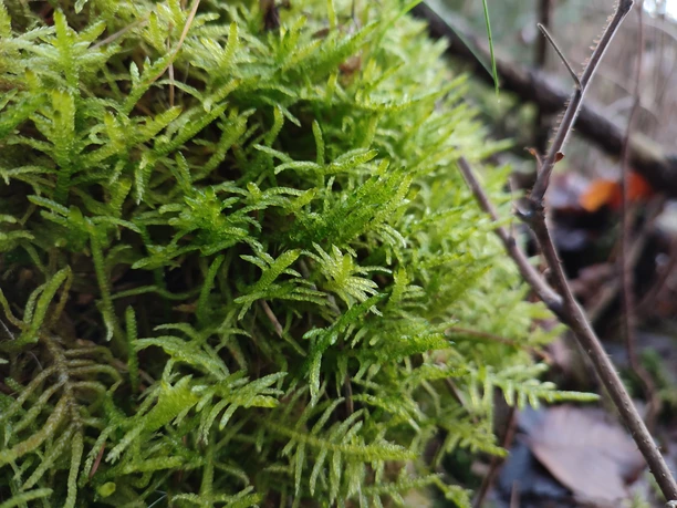 Teutoburger_Wald_Detmold_Wiesedeppe_Detailaufnahme_Wandern_CCBYSA (14).jpg Grünes Moos bedeckt den Waldboden, eng verflochten und feucht. Zweige und Blätter liegen verstreut.