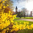 Forsythie-Neues-Rathaus-Frühling-Freizeit-Philipp-Kirschner-leipzig.travel