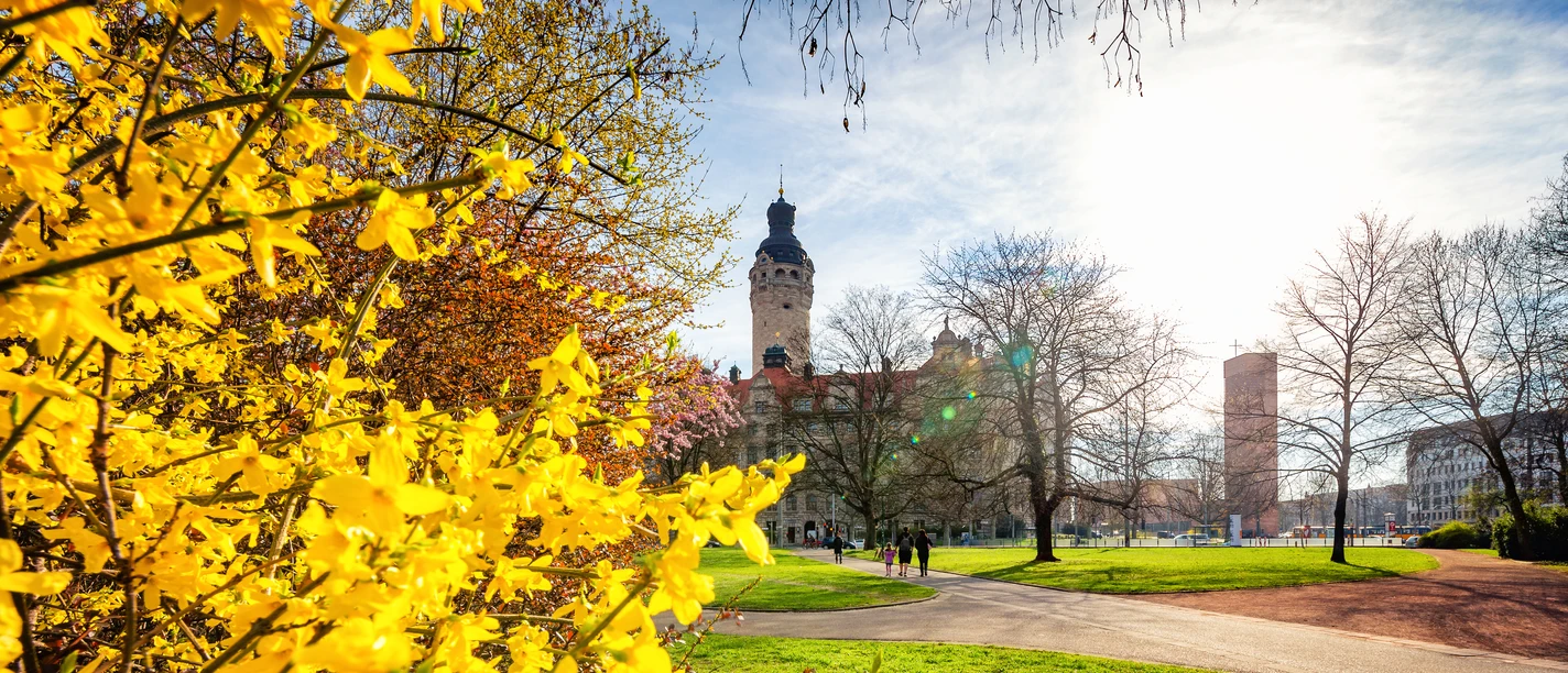 Forsythie-Neues-Rathaus-Frühling-Freizeit-Philipp-Kirschner-leipzig.travel Leuchtende Forsythien vor dem Neuen Rathaus; Menschen im Frühlingspark in Leipzig.