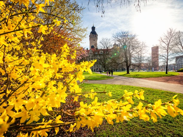 Forsythie-Neues-Rathaus-Frühling-Freizeit-Philipp-Kirschner-leipzig.travel Leuchtende Forsythien vor dem Neuen Rathaus; Menschen im Frühlingspark in Leipzig.