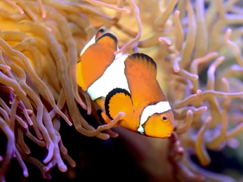Anemonenfisch im Aquarium Wilhelmshaven_klein.jpg