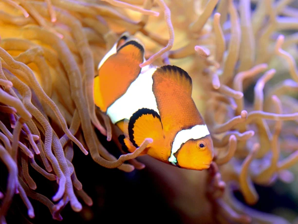 Anemonenfisch im Aquarium Wilhelmshaven_klein.jpg