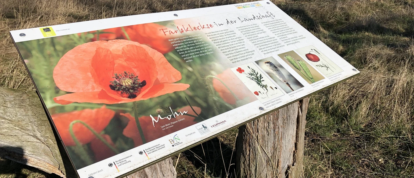 Tafel-Mohn-Wildkrautpfad-Tütsberg-2022-ccbysa-foto©bispingen-touristik-min.jpg