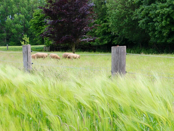 Weidende Schafe.jpg Grüne Weide mit Schafen und Holzpfählen, dahinter dichter Wald und ein einzelner rotbrauner Baum.