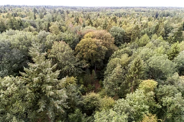 Erdmann Wald Niedersächsische Landesforsten